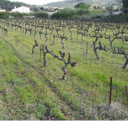 Top terrain viabilisé au coeur des vignes - constrcuteur de maison - Villas la Provençale