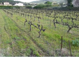 Top terrain viabilisé au coeur des vignes