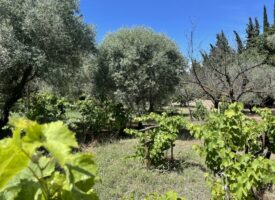 L’AUTHENTICITE EN PROVENCE