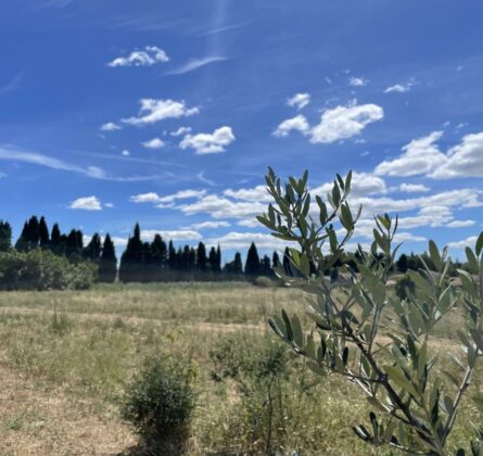 ECRIN DE VERDURE DANS LES ALPILLES - constrcuteur de maison - Villas la Provençale